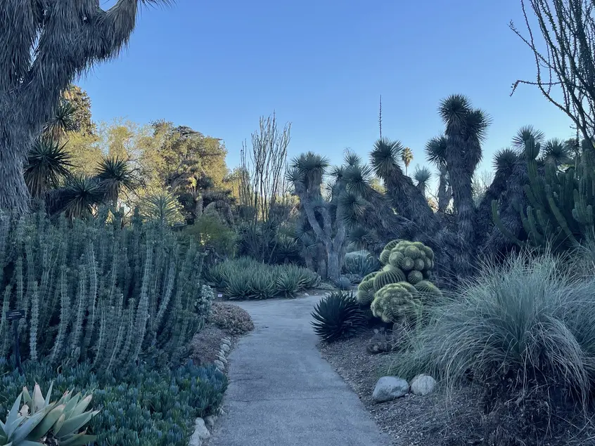 A concrete path winds through two beds of succulents and other low-water plants.