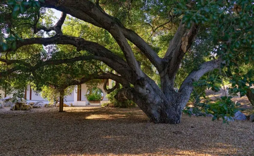 Large oak tree with a white wall in the background