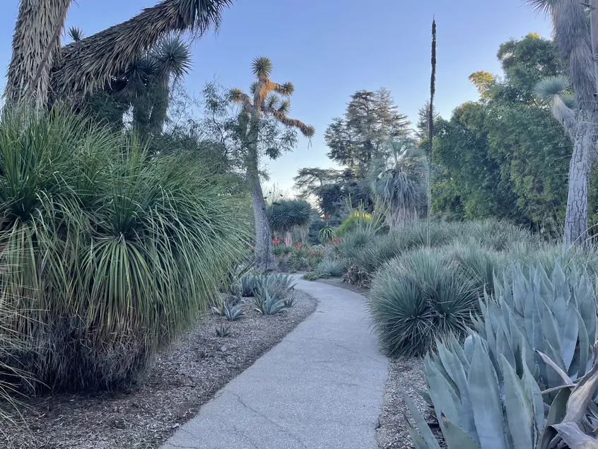 A concrete path winds through two beds of succulents and other low-water plants.