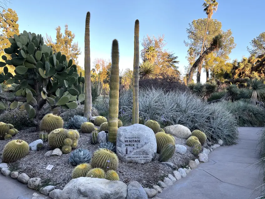 A concrete path forks to either side of a bed with cactus, agave, and rocks.