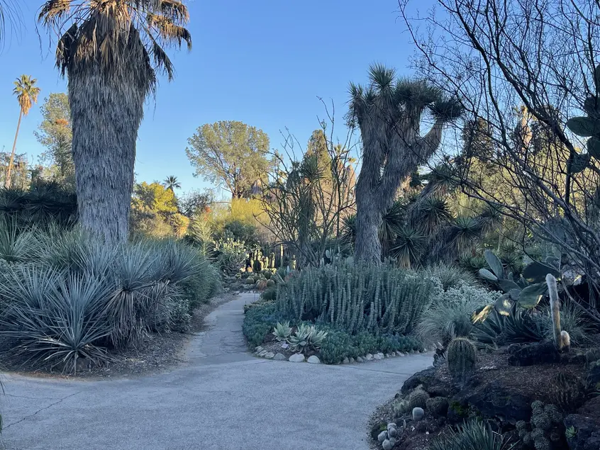 A concrete path forks in three prongs through three beds of succulents and other low-water plants.