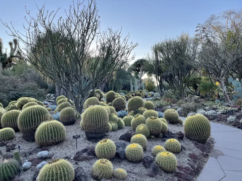 Several spherical succulent plants grow in a bed with other plants in the distanc.e
