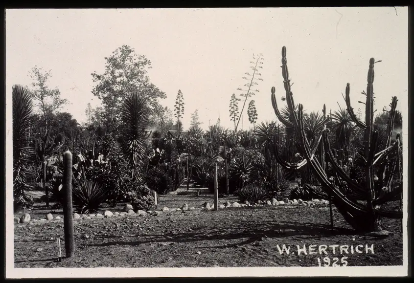 Black and white photograph of several desert plants