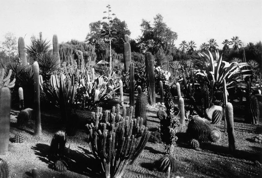 Black and white photograph of several desert plants 