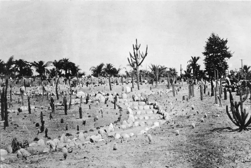 Black and white photograph of an area with desert plants sparsely spread out.