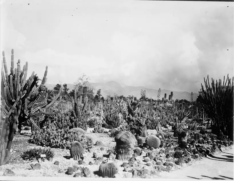 Black and white photograph of several low growing desert plants