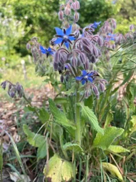Plant with fuzzy green leaves and stems. Plant has blue flowers with five petals. Some of the flowers are blooming.
