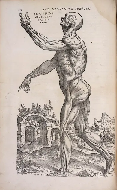 Illustration of a human figure with the skin removed to reveal the muscle structure. The background is of hills and stone arches.