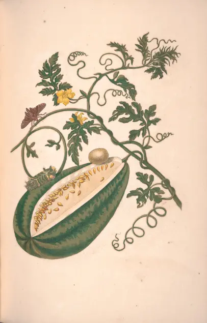 Color illustration of a plant with small highly marginated leaves and tendrils. The plant has yellow flowers. From the stem grows a large fruit with a section removed to reveal a tan center and yellow seeds. A green larva rests on the fruit. A brown moth rests on one tendril. 