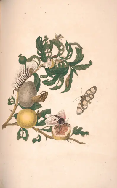 Color illustration of a plant with green leaves. Many of the leaves have holes in the center or at the margin. Spherical yellow fruit grows from the stem. One of the fruits is open in half and a mature winged insect stands on it. The plant also hosts a hairy black and white larva, two cocoons, two smaller larva, and two additional mature winged insects.
