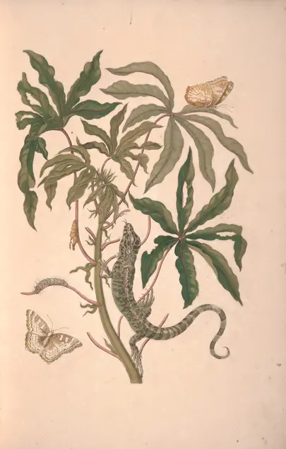 Color illustration of a plant with narrow palmate green leaves. Some of the leaves have holes in the center or rips near at the margin. The plant has a moth resting on a leaf and a moth flying near the stem. The plant has a larva resting on a stem and a cocoon attached to a stem. A reptile climbs the stem.  