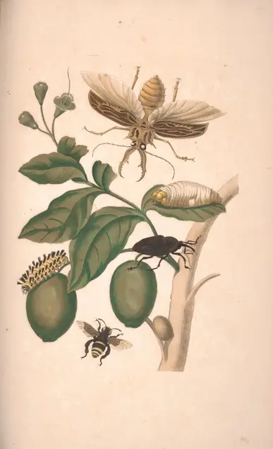 Color illustration of a plant with green leaves and green fruits. A larva is on one of the fruits and a cocoon is on one of the leaves. a beetle stands between a fruit and a stem. A flying beetle with pincher mandibles flies near the plant, as does a black and yellow bee-like insect.