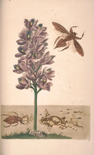 Color illustration of a plant with purple flowers. The plant's stem is underwater and attached to grass at the bottom of the water. Several white circles with black centers rest at the base of the stem. A frog and several tadpoles of various stages of development swim on one side of the plant. A crab-like creature with six legs eats a frog on the other side of the plant. Above the water, a winged insect flies away from the plant.