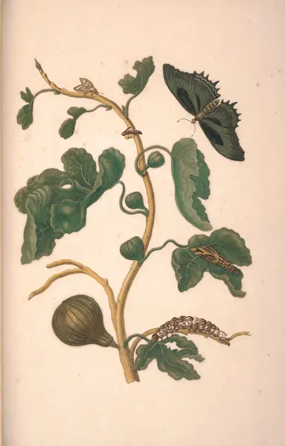 A color illustration of a plant with large green leaves, small green fruits, one large greenish-brown fruit, and a yellow stem. A cocoon is on one of the leaves and another cocoon is on one of the stems. A brown and white larva is on the stem. A blue and black butterfly-like insect flies near the plant and another winged insect rests on the stem. 