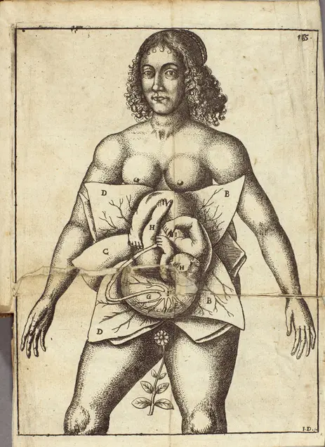 Printed illustration of a person face forward with their abdomen drawn back to reveal a near term fetus.