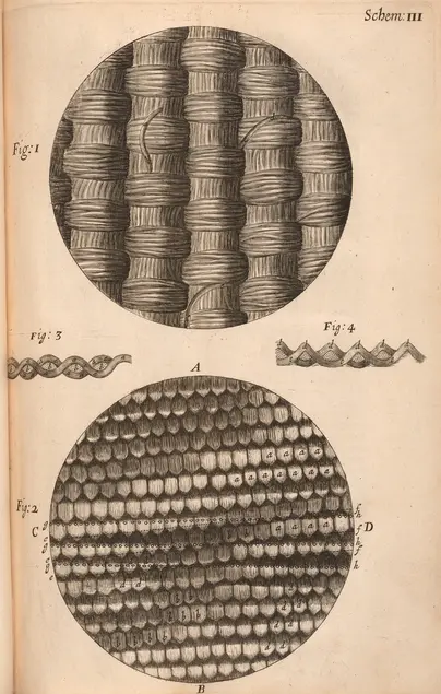 Printed illustration of two circles. The top circle contains a close up of a weave with some of the fibers sticking out. The bottom circle contains lines of small scale-like shapes and these lines have undulations. 