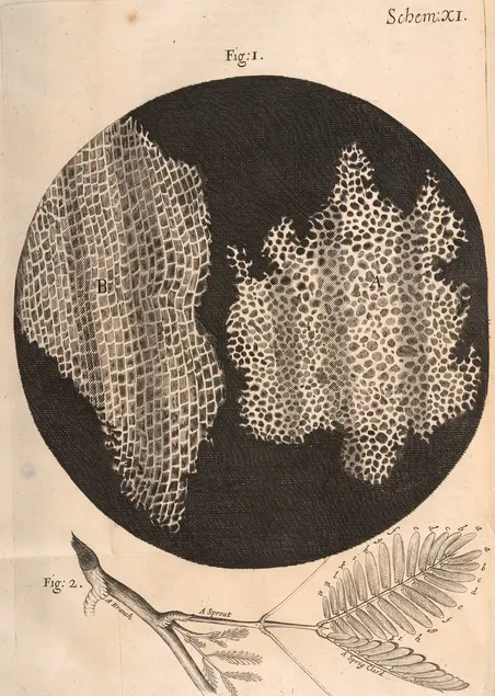 Printed illustration of two non-geometric shapes with many black dots on pale background. Below the two shapes is a drawing of a leaf and stem.