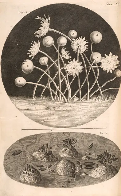 Printed illustration with white flower-like shapes against a black background. Below the flower-like shapes is an oval with several mounds and leaves in it.