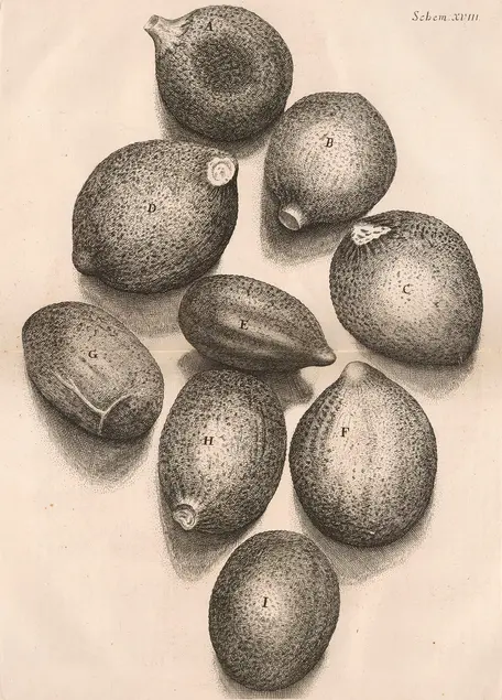 Printed illustration of eight egg-shaped forms similar size and shape. The forms are shaded.