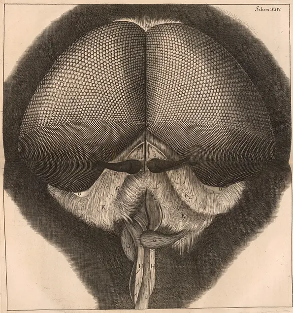 Printed illustration of a fly's head.