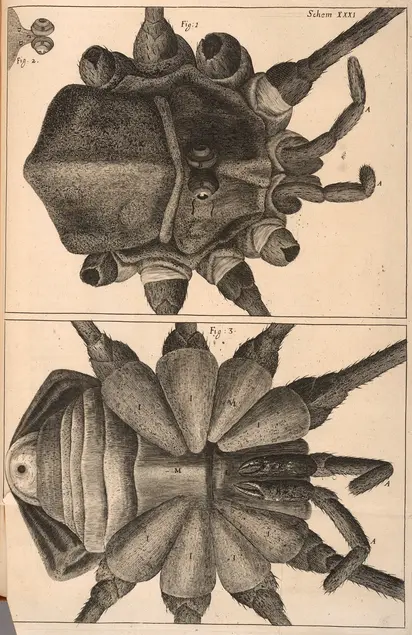 Printed illustration of the top-view and bottom-view of an arachnid. 