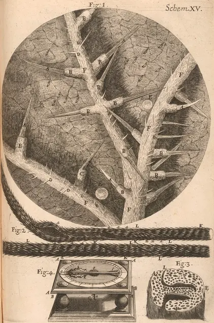 Printed illustration of a close up of thorns on a stem