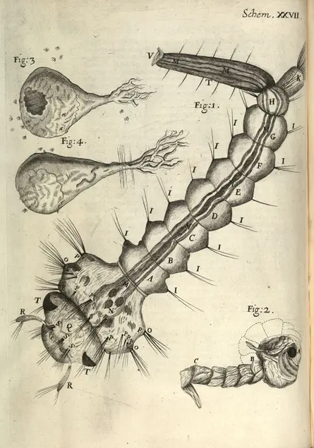 Printed illustration of a creature that appears to have eyes, feelers, a central nervous system, a tail, and nine body segments. Close ups surround the main figure.
