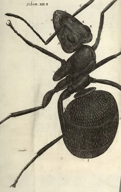 Printed illustration of a black ant. 
