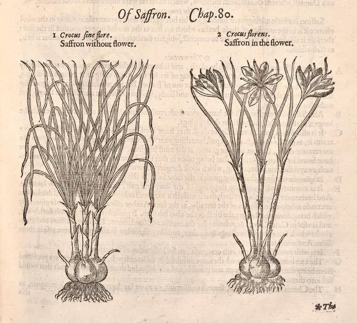 Two black and white printed illustrations of plants with bulbs, narrow stems, and narrow vertical leaves. One of the illustrations includes blooming flowers. Text reads: Of Saffron. Chap 30. 1 Crocus fine flore. Saffron without flower. 2 Crocus florens. Saffron in the flower.