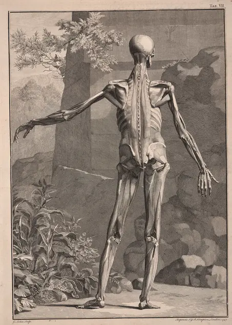 The back of a figure standing with one arm outstretched. The skin and most muscles have been removed to reveal a few muscles and the skeleton. The background is of plants and rocks.