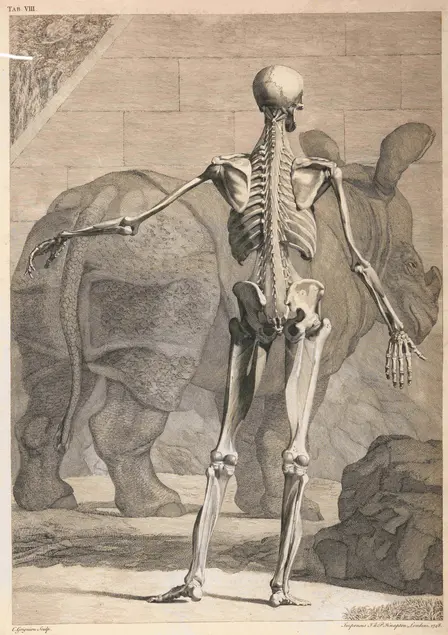 A skeleton and a rhino viewed from behind. The background is of a wall and a boulder.