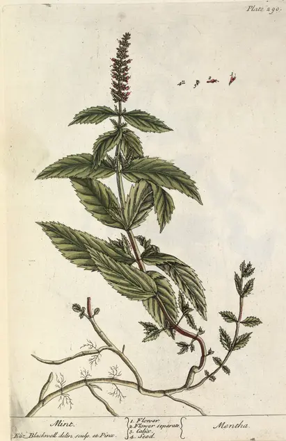 Color illustration of a plant with dark leaves and an upright flower cluster.