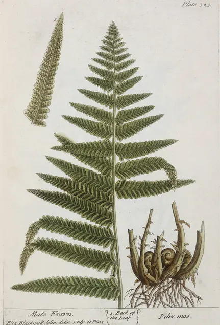 Color illustration of several composite leaves that attach to the stem to look like one large composite leaf. Next to the leaves is a close up of the underside of one of the clusters showing brown circles. On the other side is a close up of a root.