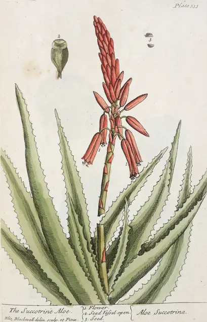 Color illustration of a plant with large succulent leaves with toothy margins and a red inflorescence.