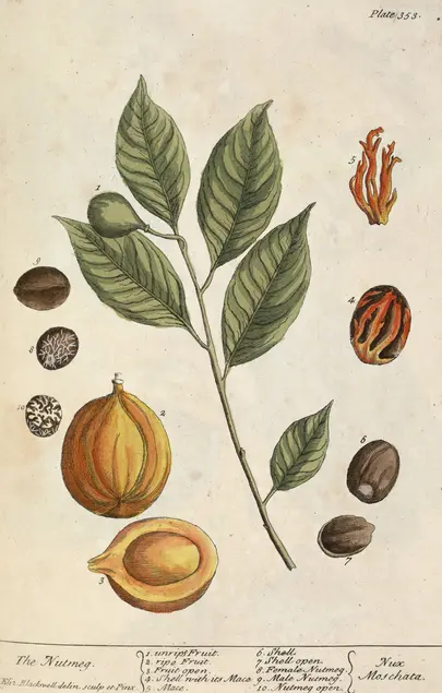 Color illustration of four green leaves attached to a stem, seeds, and orange fruit cut in half to reveal a seed.