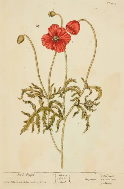 Color llustration of a plant with red flowers and small yellowish green leaves.
