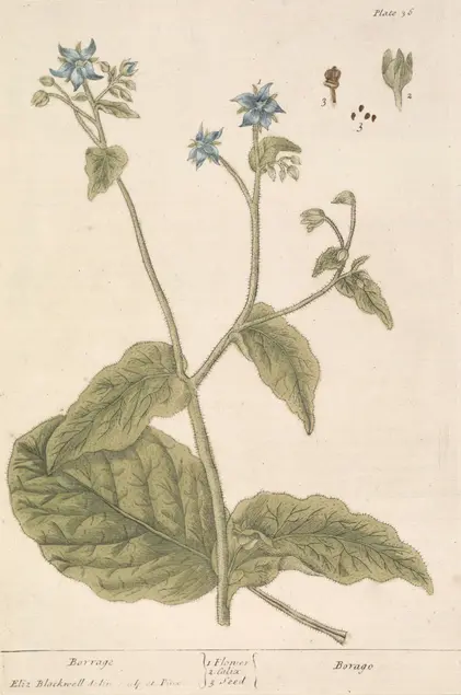 Color illustration of a plant with large, medium, and small green leaves and small blue flowers.