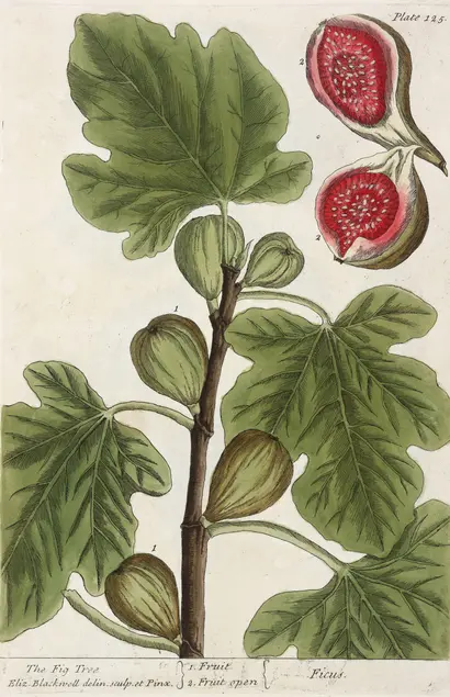 Color illustration of a plant with large green leaves and green fruit. Above the plant is a close up of one of the fruits cut in half to reveal a red center.