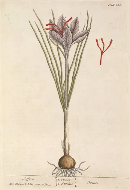 Color illustration of a plant with a bulb, stem, narrow vertical leaves, and a purple flower with red stamen. Next to the plant is a drawing of just the stamen.