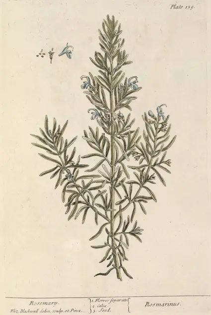 Color illustration of a plant with many small green leaves and blue flowers.
