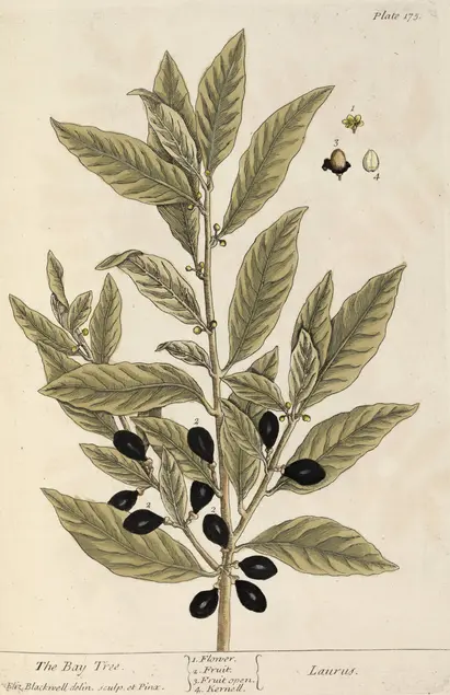 Color illustration of a plant with green leaves and small black fruits.