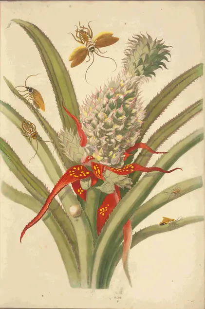 Color printed illustration of a pineapple with multiple types of insects on it.