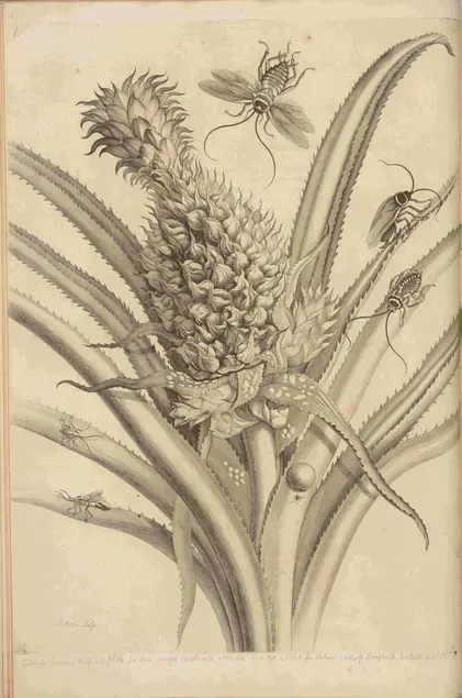 Black and white printed illustration of a pineapple with multiple types of insects on it.