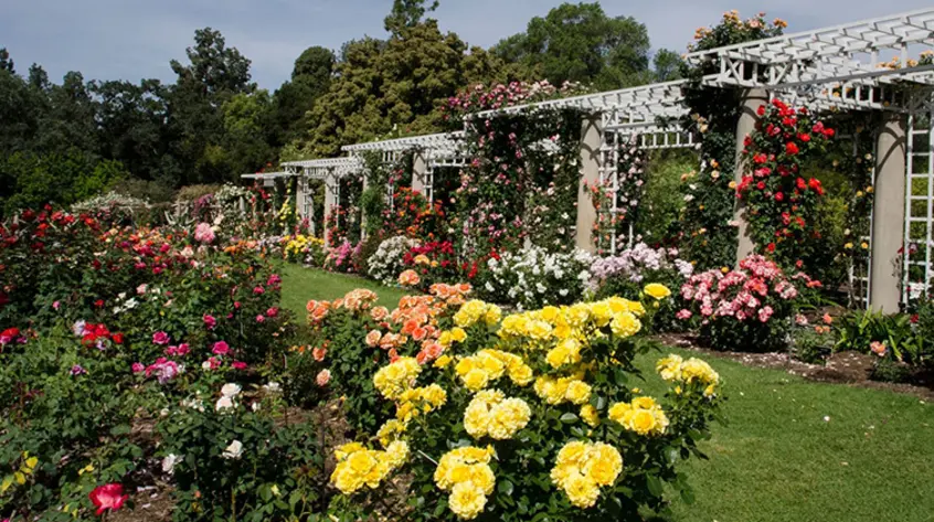 Special Events Rose Garden