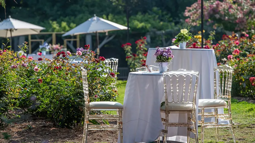 Fancy acrylic chairs are set among low and high-tables in a rose garden.