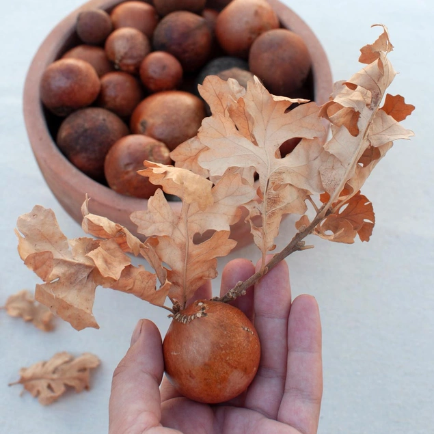 A hand holds a dry fruit on a branch with dry leaves, over a bowl of dry fruit.