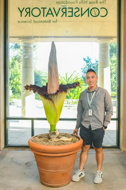 A person stands next to a blooming Titan Arum/Corpse Flower.