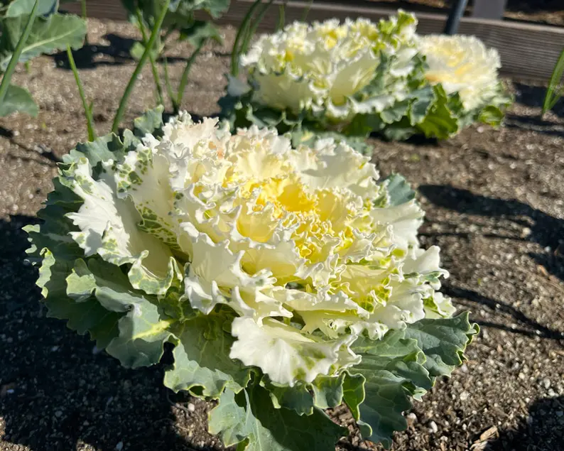 A closeup view of a cabbage plant growing in a garden.