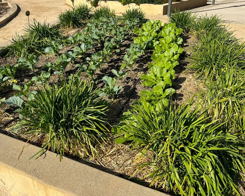 A vegetable planting bed filled with leafy greens.