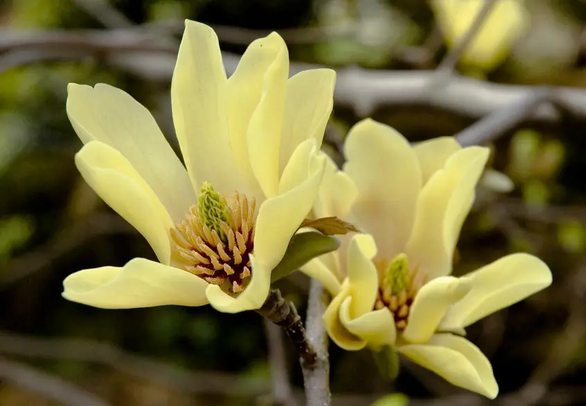 A cream-yellow magnolia in bloom.